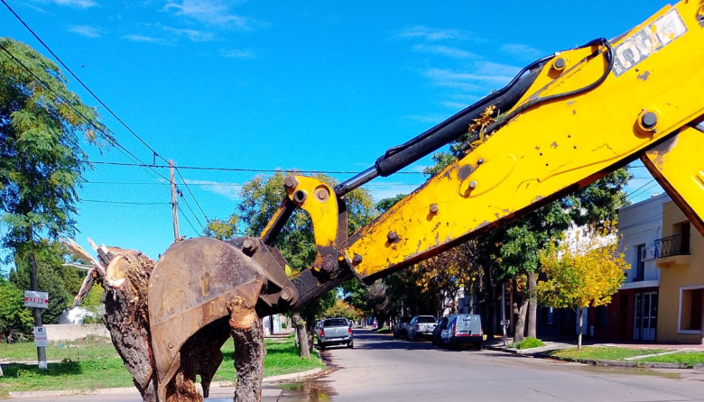 El Municipio realiza extracción de árboles en la vía pública